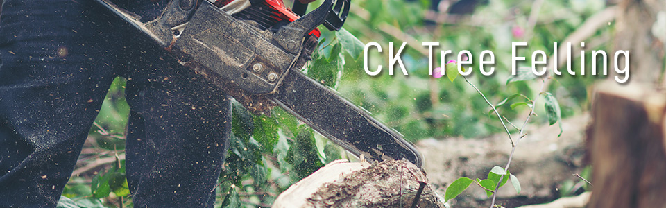 CKTreeFelling Moot