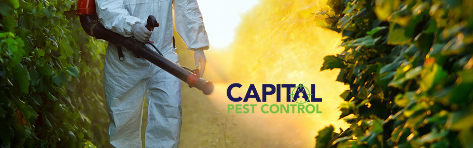CapitalPestControl CenturionWest