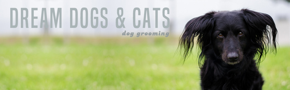 DreamDogsCats PretoriaOldEastMoot DogGrooming