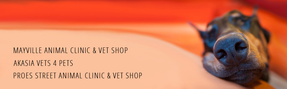 MayvilleAnimalClinic MootAkasia VeterinaryClinic UPDATED