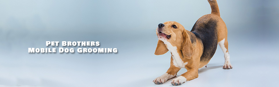 PetBrothersMobileDogGrooming Randburg