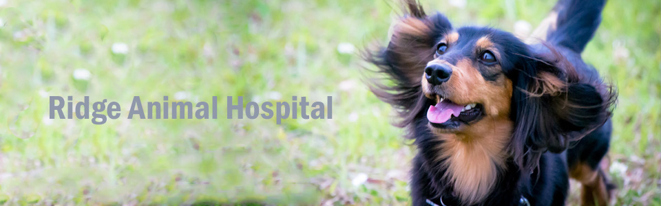 RidgeAnimalHospital PretoriaOldEast VeterinaryHospital