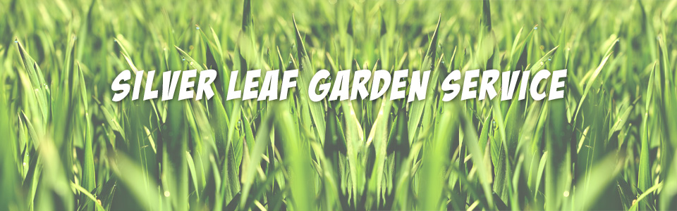 SilverLeafGardenServices GardenandTreeFelling EdenvaleBoksburgKempton-ParkBenoni