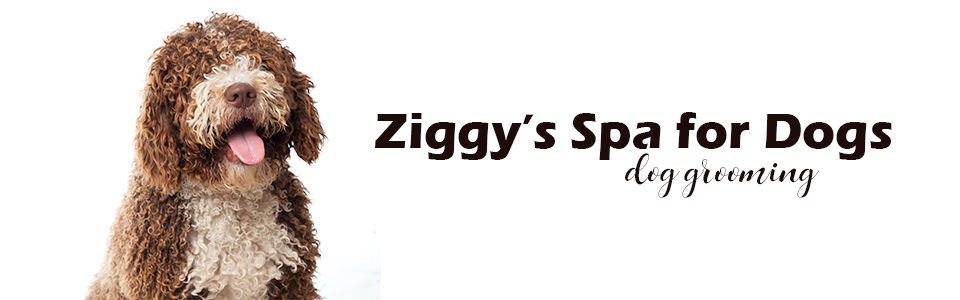 ZiggysSpaForDogs PretoriaOldEast DogGrooming