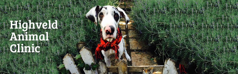 highveld animal clinic centurion veterinary